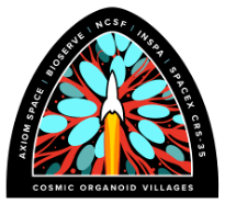 NSCF’s SpaceX CRS-35 mission patch designed by award-winning artist Gregory Manchess highlights the first-ever flight of Cosmic Organoid Villages™, combining multiple cell lines in a single organoid to mimic complex neurodegenerative diseases at the population level for better therapeutic targeting. Also featured are long-time mission partners Axiom Space and BioServe Space Technologies. Photo Credit: National Stem Cell Foundation